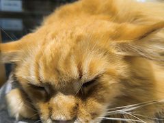 -藏猫猫咖啡主题馆(中央大道店)