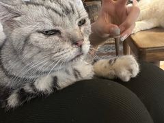 -猫猫幼稚园·撸猫·桌游·电玩