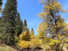 -新疆那拉提国家旅游度假区
