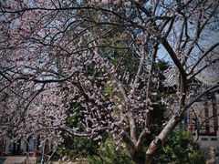 -桃花堤公园