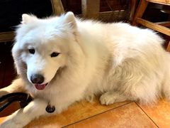 -more than meow吴止猫主题餐厅(承德 中船汇店)