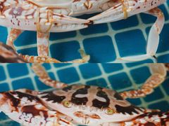 -三亚火车头万人海鲜广场