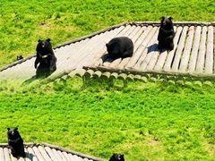 -黑瞎子岛探秘野熊园