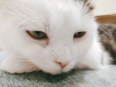 -藏猫猫咖啡主题馆(中央大道店)