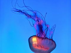 -太平洋海底世界