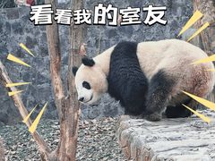-都江堰中华大熊猫苑