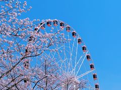 -顾村公园