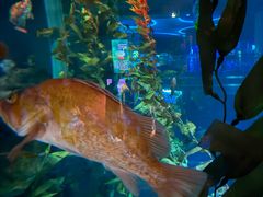-瑞普利水族馆