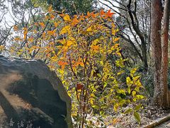 -上海佘山国家森林公园天马山园