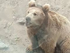 -新疆天山野生动物园
