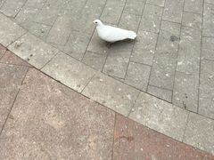 -中粮·祥云小镇