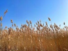 -野鸭湖国家湿地公园