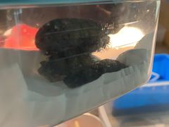 -灵龟之家百象馆(百象馆联合旗舰店)