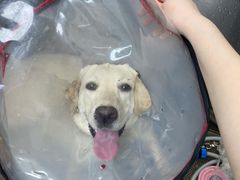 -达爱动物医院·犬猫分区·CT·复杂眼科(远洋山水分院)