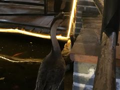 -优之名鹅城
