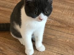 -猫的茶·猫咖