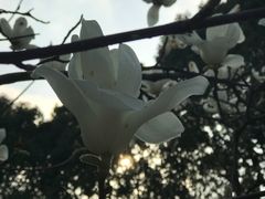 -上海佘山国家森林公园西佘山园