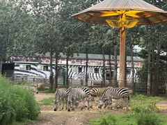 -大连森林动物园