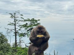 -峨眉山风景名胜区