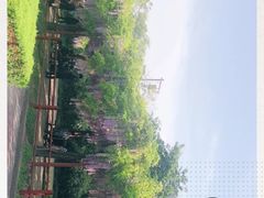-嘉定紫藤园