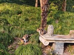 -扬州大运河文化旅游度假区·盆景园