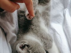 -伟伟宠物医院·CT影像中心·瑞派犬猫综合性门诊(汉口总院)