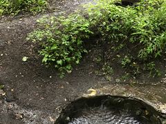 -峡谷浮石林景区