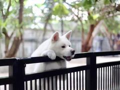 -TrueLove @ Neverland (Husky Cafe)