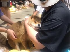 -逗柴咖啡屋·狗咖猫咖宠物桌游