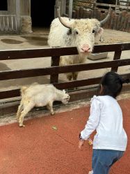 -造物庄园 萌宠纪(苏州湾歌林公园店)