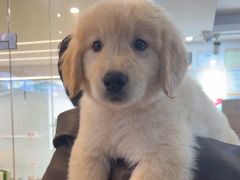 -翊宠yipet猫狗购宠庄园犬舍•猫舍