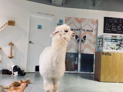-Heymao猫咖.咖啡厅(东门店)