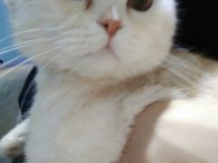 -喵的天空名猫咖啡馆·撸猫·猫舍·用品