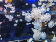 -太平洋海底世界