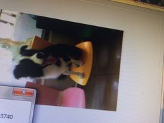 爱侣宠物医院(灵石路总店)-爱侣宠医·鹦鹉专科·小型哺乳类·异宠专科(灵石路店)