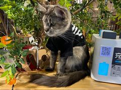 -猫色咖啡·猫咖