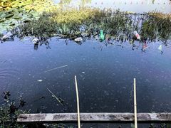 -同銮特种养殖场·龙虾垂钓