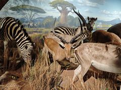 -陕西自然博物馆