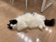 -MOYOYO猫咪咖啡店