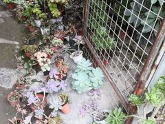-金科花卉市场