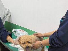 -利又安动物医院··老年病·猫科犬科·中兽医