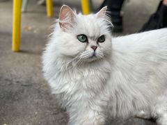 -喵屿·大理花园猫咖