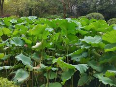 -莹珠阁·私房菜