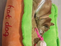 -美联众合宠物医院·爱萌分院·内外科·猫科中心