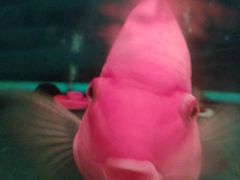 -忆江南·临江鱼馆