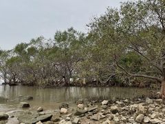 -宝安西湾红树林湿地公园