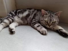 -猫儿山۰猫主题餐厅