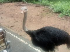 -清迈夜间动物园