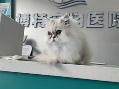 -博特宠物医院24h犬猫全科.骨科·异宠