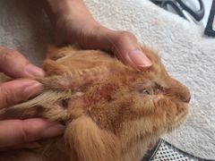 -瑞派动物医院·绝育·犬猫全科·预防医学(光景江南中店)